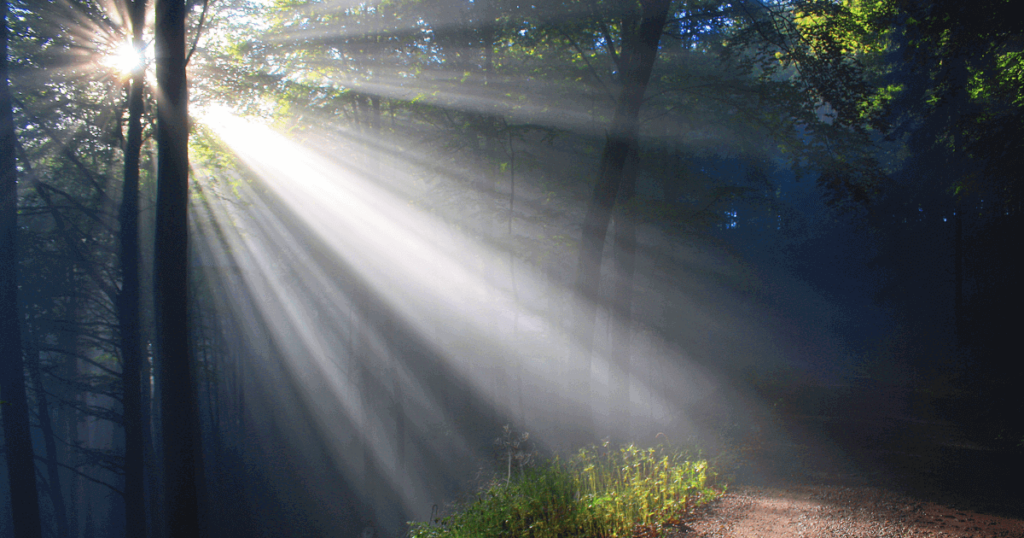 sunshine through the trees