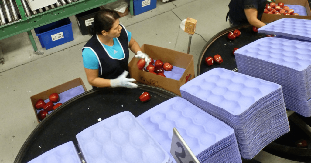 Woman sorting apples in a factory.