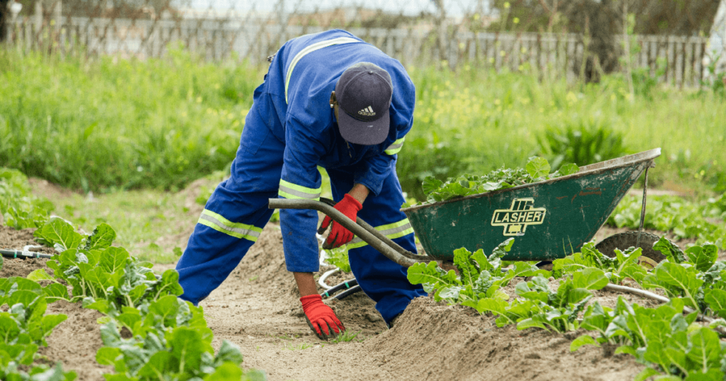 Image of a farmworker bending over in a field to harvest radishes.